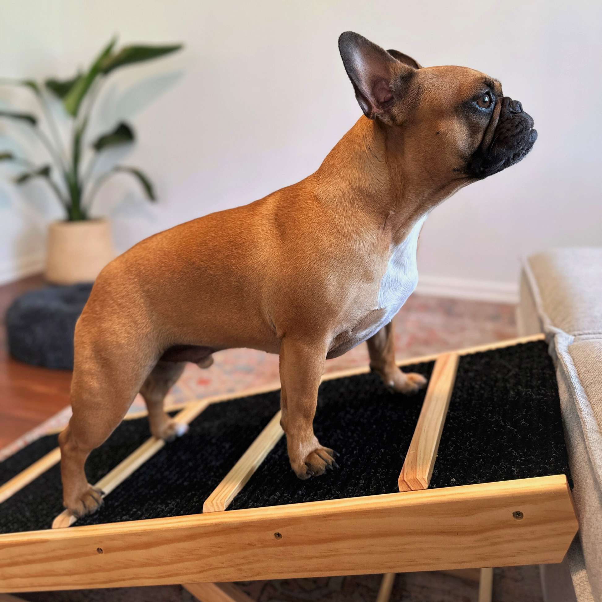 French bulldog standing on dog ramp